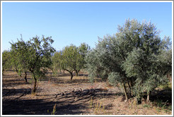 Olives trees. Nig?elas, Granada province.
