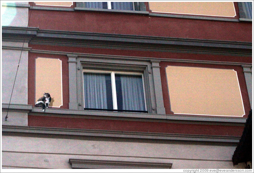 Cat painted on the side of a building.  Altstadt (Old Town).