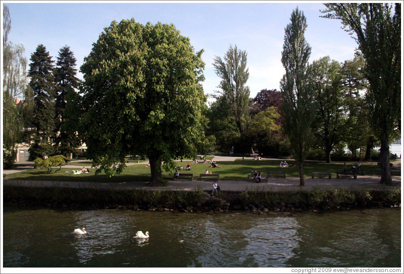 Swans on Z?richsee (Lake Z?rich).