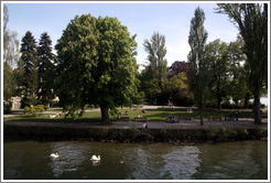 Swans on Z?richsee (Lake Z?rich).