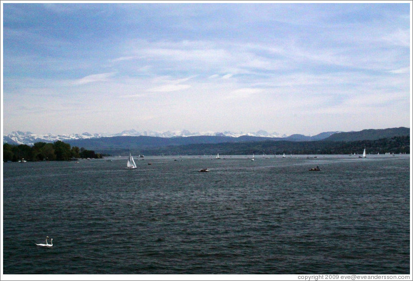 Swans and sailboats on Z?richsee (Lake Z?rich).