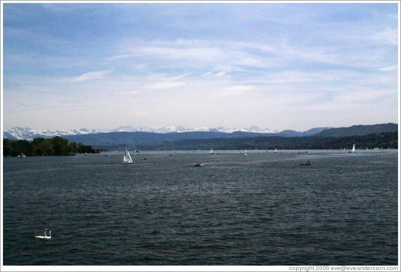 Swans and sailboats on Z?richsee (Lake Z?rich).