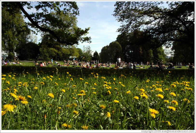 Dandelions.  Z?rich Arboretum.