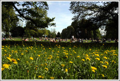 Dandelions.  Z?rich Arboretum.