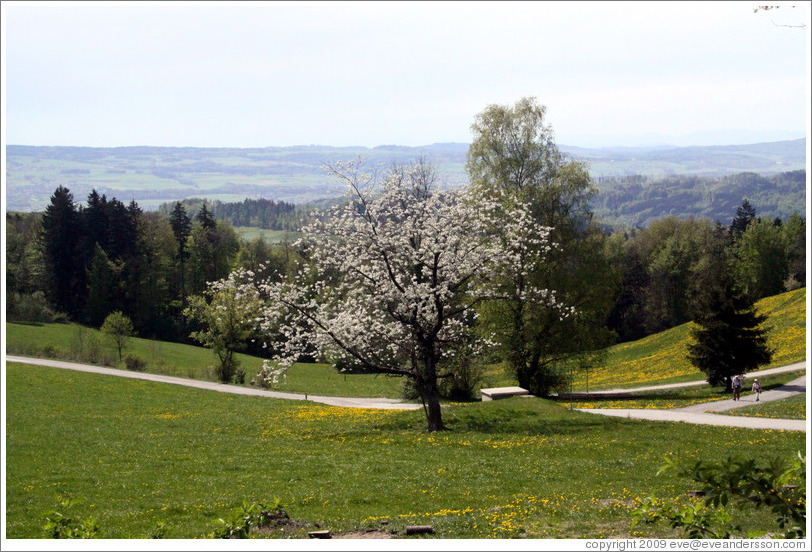 Blossoming tree and rolling mountaintop fields.