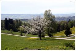 Blossoming tree and rolling mountaintop fields.