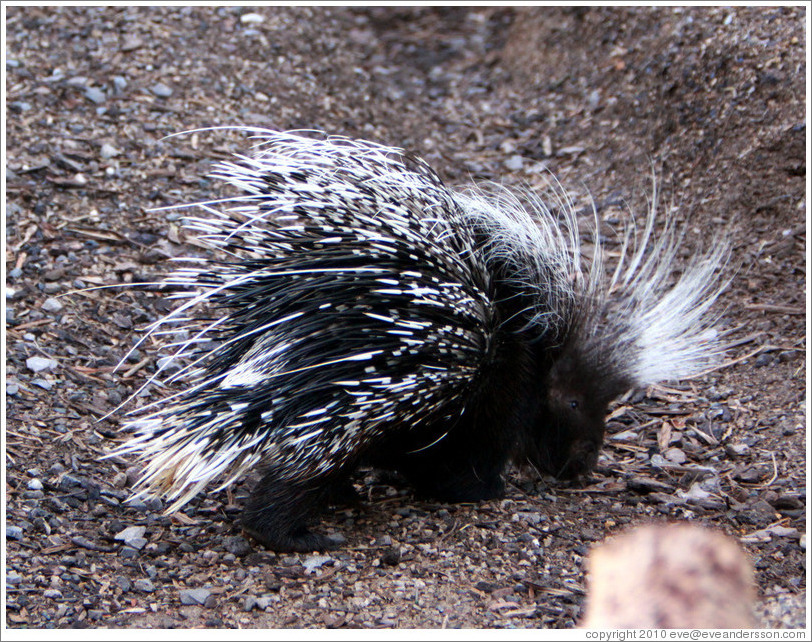 African Crested Porcupine.  London Zoo.