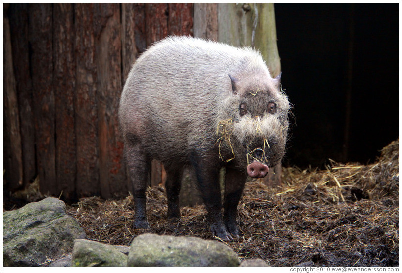 Bearded Pig.  London Zoo.