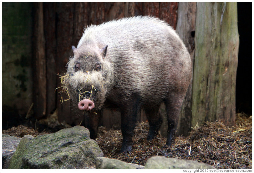 Bearded Pig.  London Zoo.