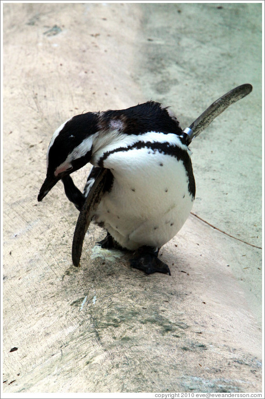 Blackfooted (African) Penguin, scratching.  London Zoo.