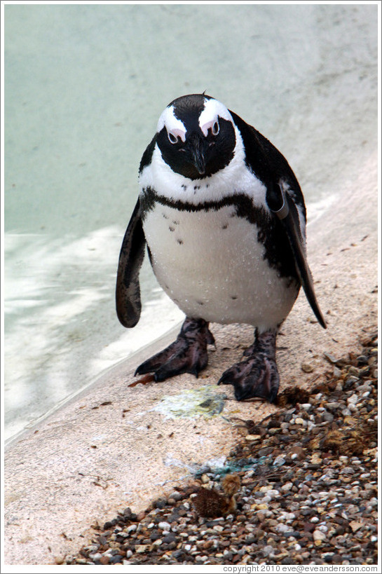 Blackfooted (African) Penguin.  London Zoo.