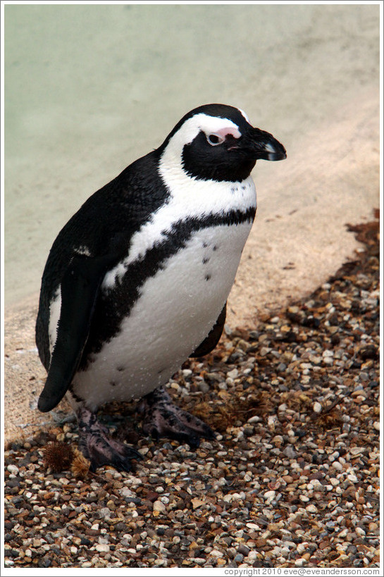 Blackfooted (African) Penguin.  London Zoo.