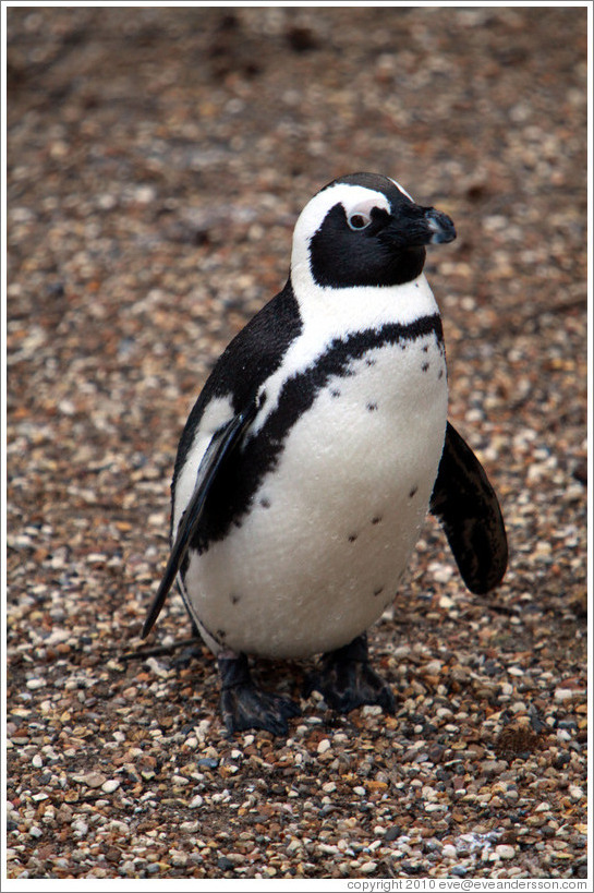 Blackfooted (African) Penguin.  London Zoo.