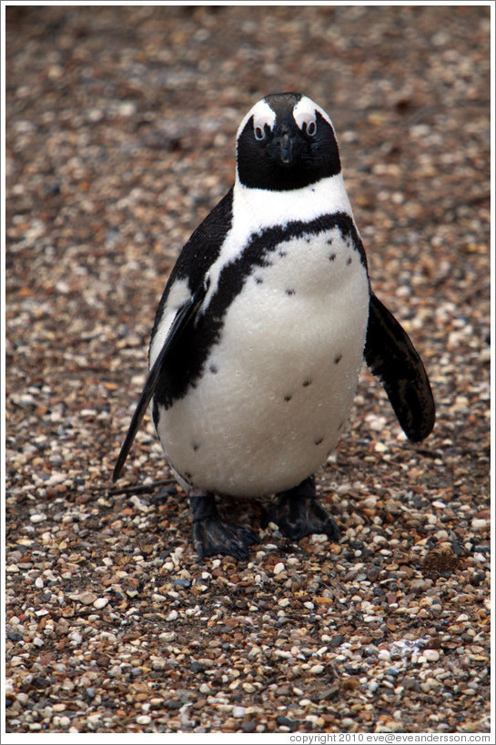 Blackfooted (African) Penguin.  London Zoo.