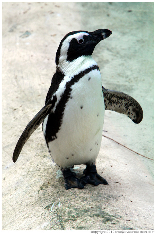 Blackfooted (African) Penguin.  London Zoo.