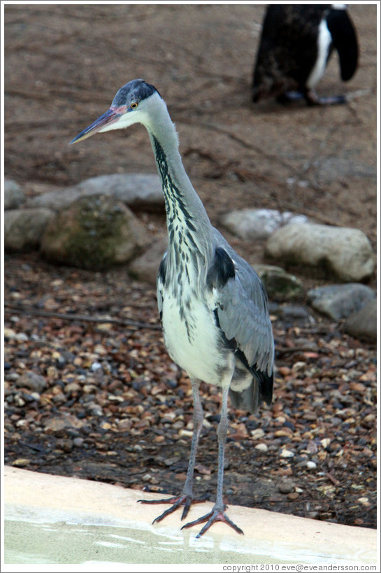 Heron, who has come to the Penguin Pool to retrieve uneaten fish