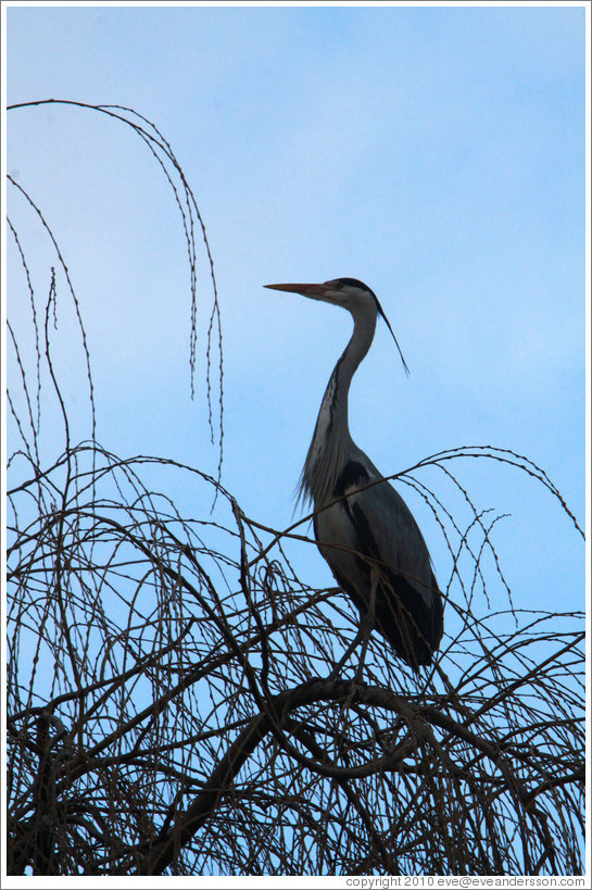 Heron, on tree above the Penguin Pool. London Zoo. (Photo ID 16839-london)