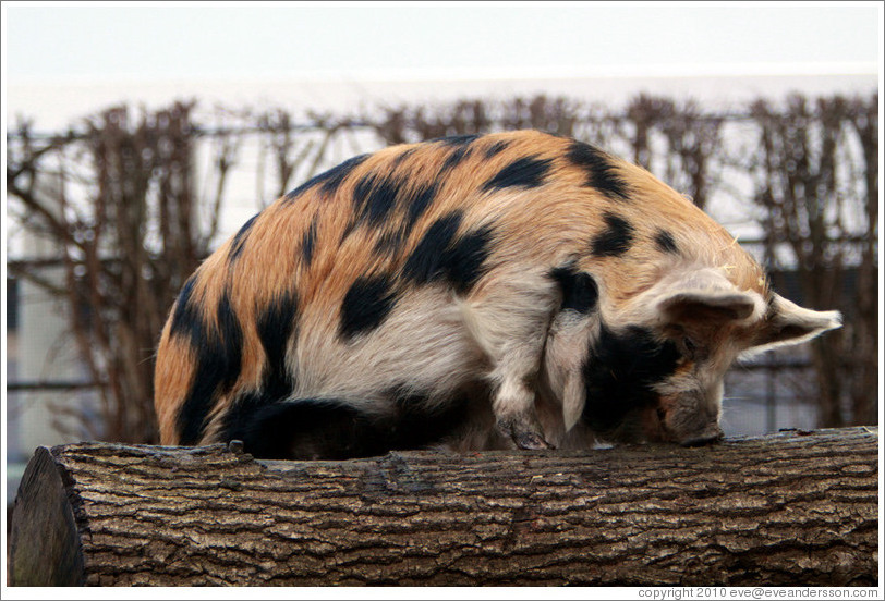 Kune Kune Pig.  London Zoo.