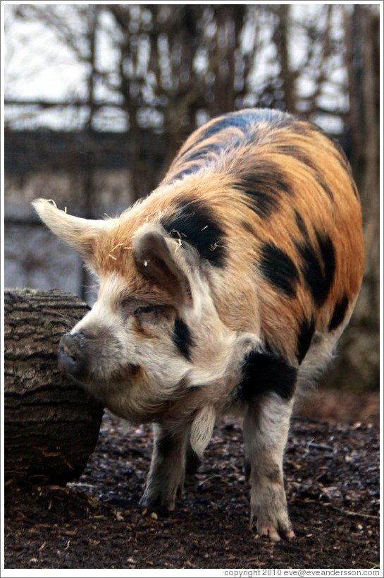Kune Kune Pig.  London Zoo.
