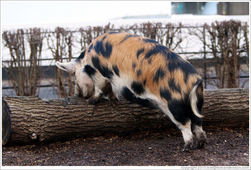 Kune Kune Pig.  London Zoo.