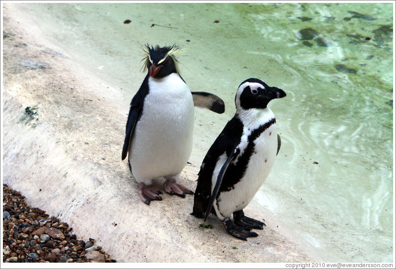Ricky the Rockhopper Penguin and a Blackfooted (African) Penguin.  London Zoo.