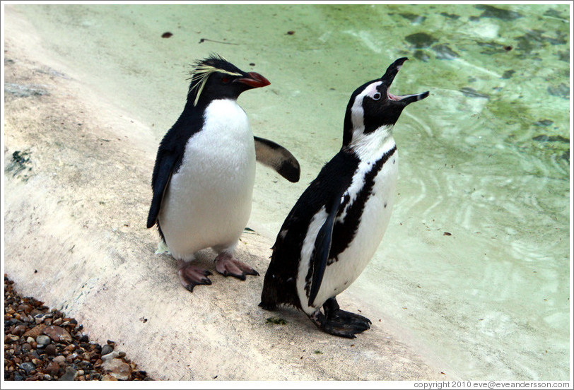 Ricky the Rockhopper Penguin and a Blackfooted (African) Penguin.  London Zoo.