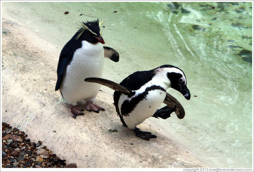 Ricky the Rockhopper Penguin and a Blackfooted (African) Penguin.  London Zoo.