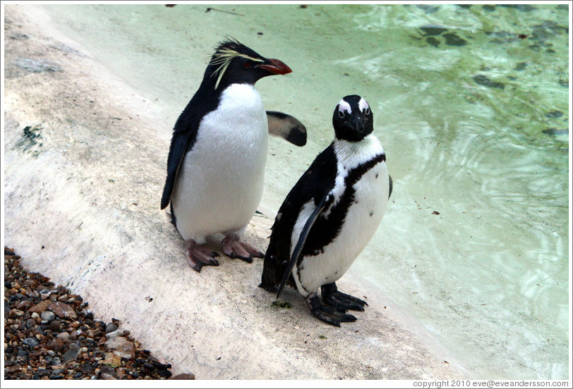 Ricky the Rockhopper Penguin and a Blackfooted (African) Penguin.  London Zoo.