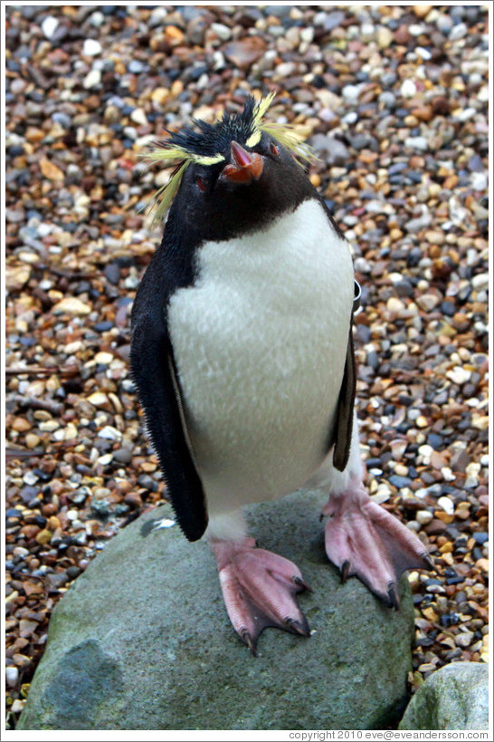 Ricky the Rockhopper Penguin.  London Zoo.