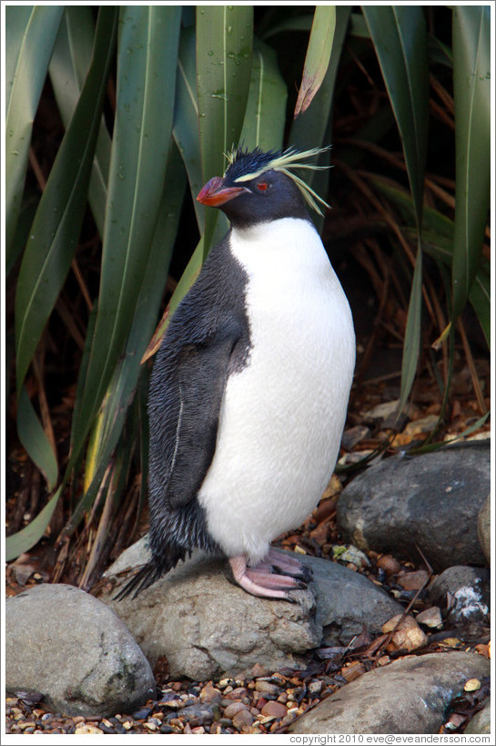 Ricky the Rockhopper Penguin.  London Zoo.