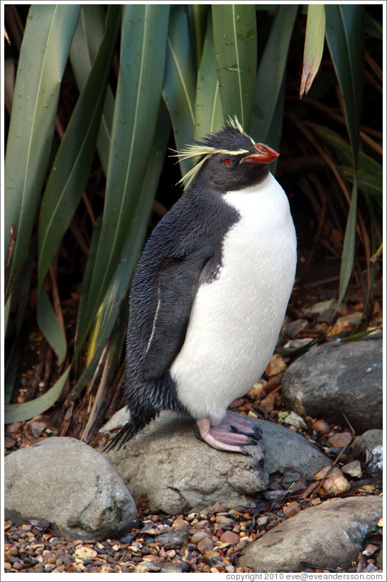 Ricky the Rockhopper Penguin.  London Zoo.