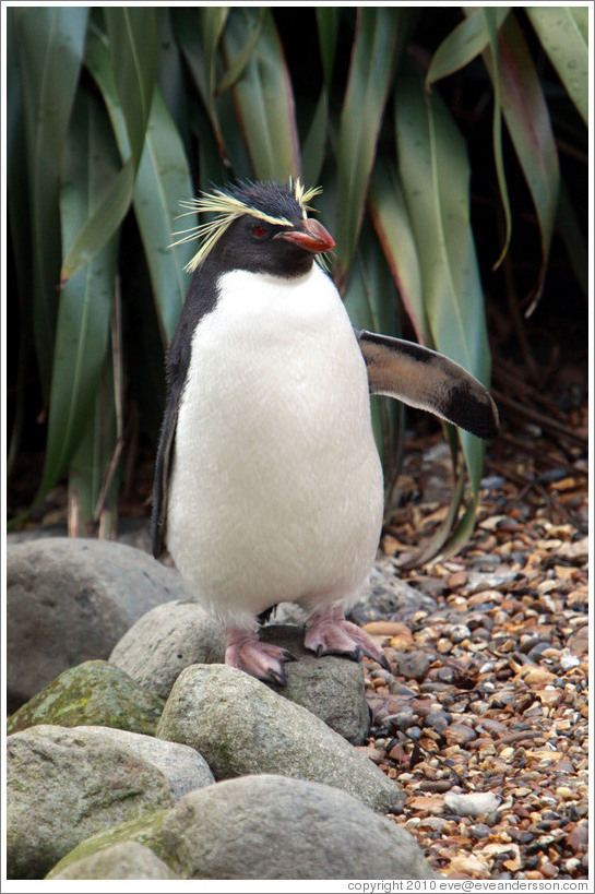 Ricky the Rockhopper Penguin.  London Zoo.