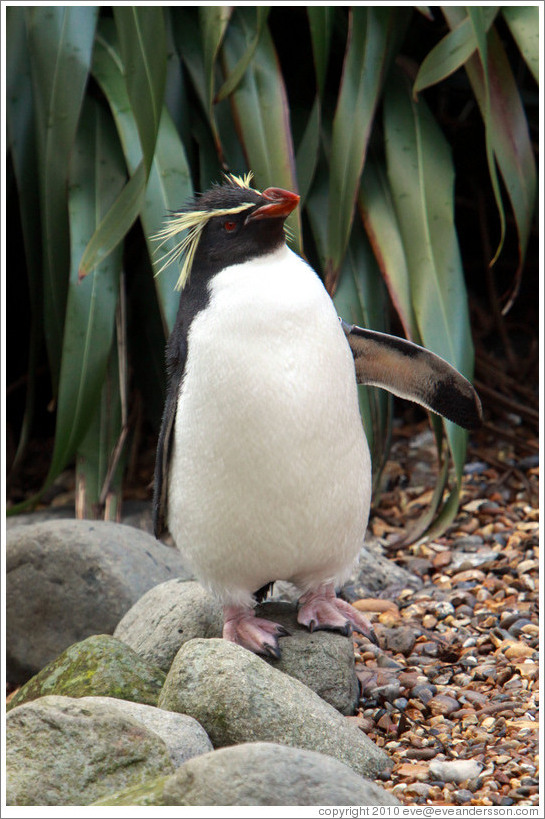 Ricky the Rockhopper Penguin.  London Zoo.