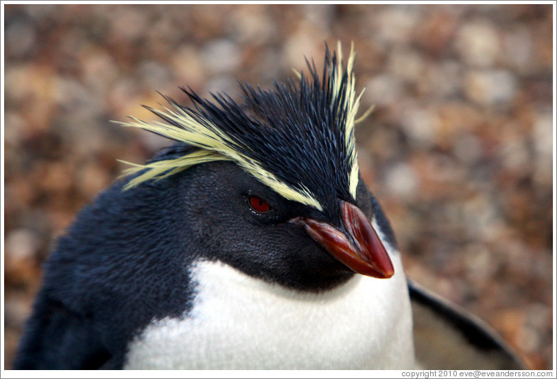 Ricky the Rockhopper Penguin.  London Zoo.