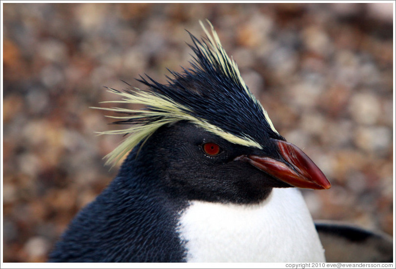Ricky the Rockhopper Penguin.  London Zoo.