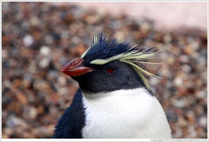 Ricky the Rockhopper Penguin.  London Zoo.