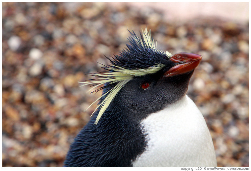 Ricky the Rockhopper Penguin.  London Zoo.