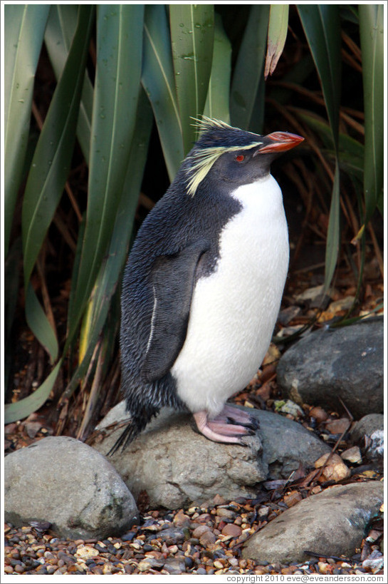 Ricky the Rockhopper Penguin.  London Zoo.