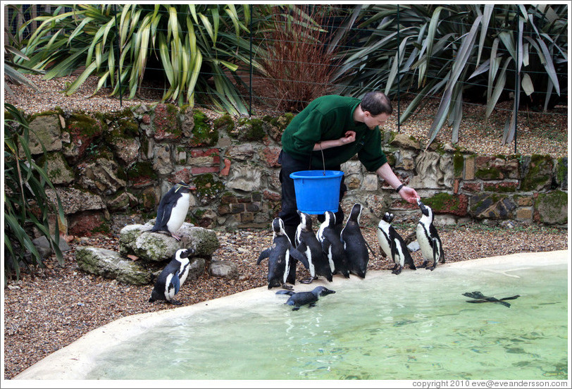 Keeper feeding fish to the Blackfooted (African) Penguins, with Ricky the Rockhopper Penguin on a rock to the left.