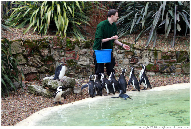 Keeper feeding fish to the Blackfooted (African) Penguins, with Ricky the Rockhopper Penguin on a rock to the left.