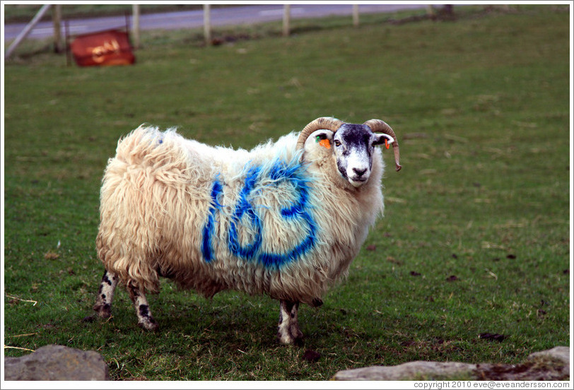 Sheep with "163" painted on its side.  Causeway Road and Feigh Road.