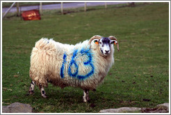 Sheep with "163" painted on its side.  Causeway Road and Feigh Road.