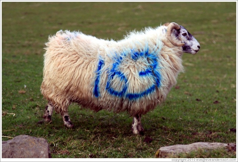 http://www.eveandersson.com/photos/uk/northern-ireland/dunseverick-causeway-road-and-feigh-road-sheep-163-large.jpg