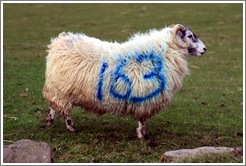 Sheep with "163" painted on its side.  Causeway Road and Feigh Road.