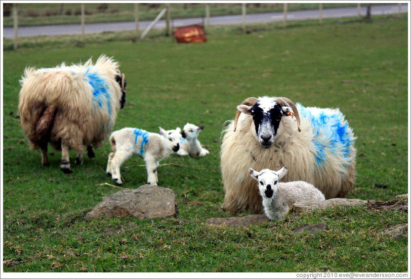 Sheep painted with numbers.  Causeway Road and Feigh Road.