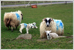 Sheep painted with numbers.  Causeway Road and Feigh Road.
