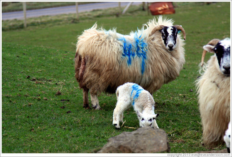 Sheep with "44" painted on their sides.  Causeway Road and Feigh Road.