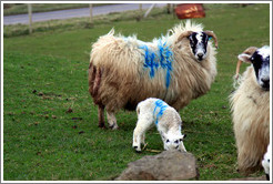 Sheep with "44" painted on their sides.  Causeway Road and Feigh Road.