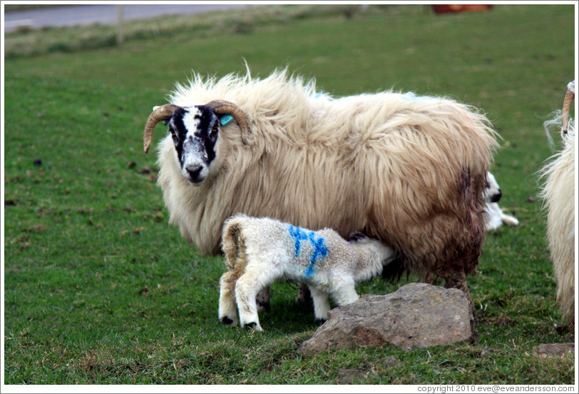 Sheep with "44" painted on their sides.  Causeway Road and Feigh Road.