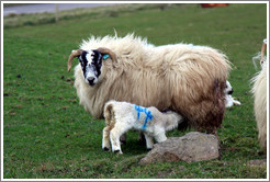 Sheep with "44" painted on their sides.  Causeway Road and Feigh Road.